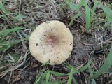 Russula pectinatoides image