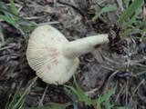 Russula pectinatoides image