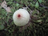 Lepiota cristata image