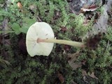 Lepiota cristata image