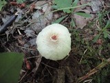Lepiota cristata image