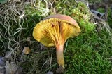 Phylloporus rhodoxanthus image