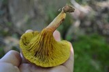 Phylloporus rhodoxanthus image