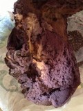 Scleroderma macrorhizon image