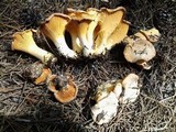 Cantharellus roseocanus image
