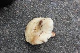 Lactarius luteolus image