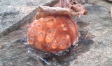 Fomitopsis spraguei image