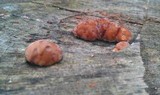 Fomitopsis spraguei image