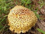 Boletellus ananas image