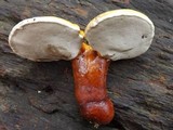Ganoderma curtisii image