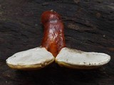 Ganoderma curtisii image