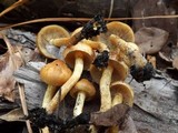 Pholiota spumosa image