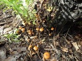 Pholiota spumosa image