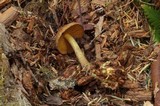Cortinarius idahoensis image