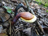Ganoderma curtisii image