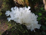 Tremella fuciformis image