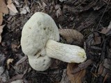 Retiboletus griseus image