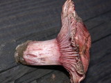 Hygrophorus russula image