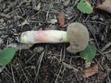 Caloboletus inedulis image