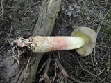 Caloboletus inedulis image