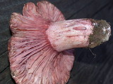 Hygrophorus russula image