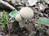 Boletus pallidus image