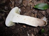 Boletus pallidus image