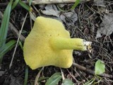 Suillus subaureus image
