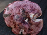 Hygrophorus russula image