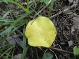 Suillus subaureus image