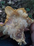 Entoloma parasiticum image