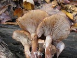 Armillaria gallica image