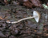Mycena galericulata image