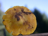 Hygrocybe virescens image