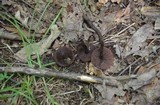 Inocybe tahquamenonensis image