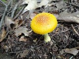 Amanita frostiana image