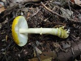 Amanita frostiana image