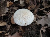 Amanita rubescens var. rubescens image