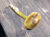 Hygrocybe virescens image