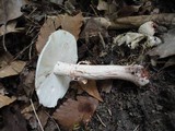 Amanita rubescens var. rubescens image