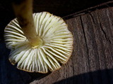 Hygrocybe virescens image