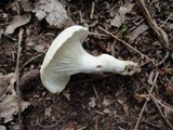 Hygrocybe angustifolia image