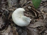 Hygrocybe angustifolia image