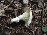 Hygrocybe angustifolia image