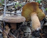 Lactarius corrugis image