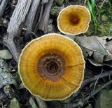 Coltricia cinnamomea image