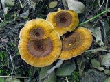 Coltricia cinnamomea image