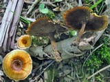 Coltricia cinnamomea image