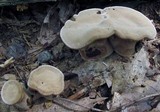 Hydnellum spongiosipes image
