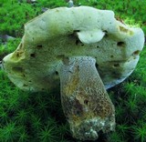 Boletus variipes image